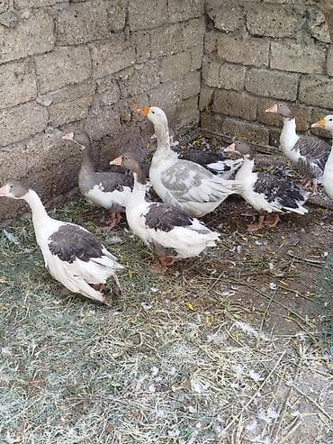 simmental cinsi: 4ədəd yerli qaz balalari satiliröz həyətimin heyvanlaridiinqibator — 4