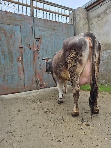 balali inək: 3 qarına doğub 2 gündü doğub bulamadı — 5