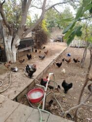 yerli inekler: Başlıq:Ev quşları Təsvir: Həyət quşları satılır: - Ördeyin xoruzu – — 15