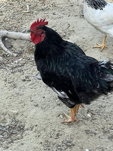 lal ördek balasi: Xoruzlar xarkov_25……avstralop_35 — 1