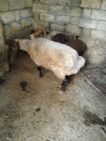 simmental inək cinsi: Dişi, il: 4, 60 kq, Ətlik, Ünvandan götürmə — 1