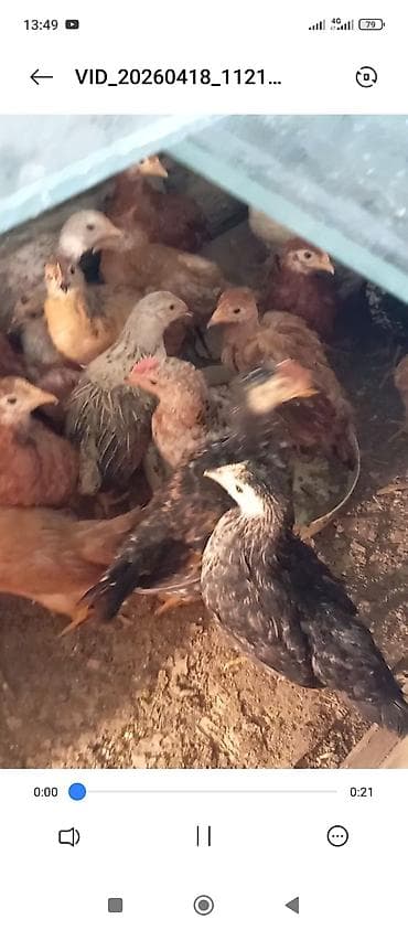 balaca itler satilir: Toyuq cücələri, Ətlik — 1