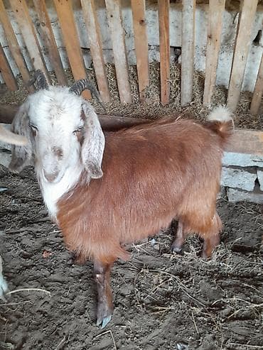 Gəmiricilər: Dişi, Hələb, il: 1, 35 kq, Damazlıq — 2