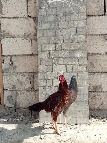 balaca it şəkilləri: Satilir unvan saray — 2