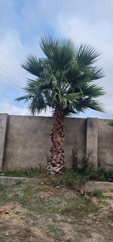 palma ağacları: Palma ağacı – dekorativ, iri ölçülü - Növ: Fan formalı yarpaqları olan — 1