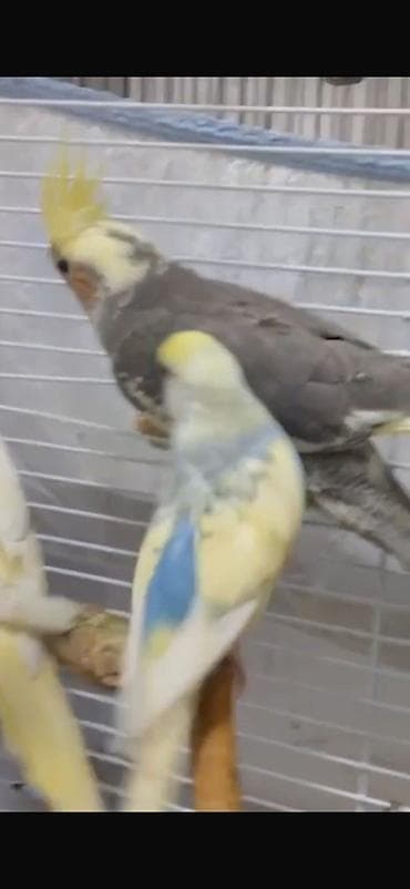 papağ şekili: Nimfa (cockatiel) tutuquşuları – müxtəlif rəng mutasiyaları - Növ — 2