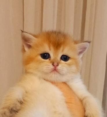 pisik yemeyi: Britan, Erkək, Dişi, Yaxşı əllərə, Ünvandan götürmə — 7