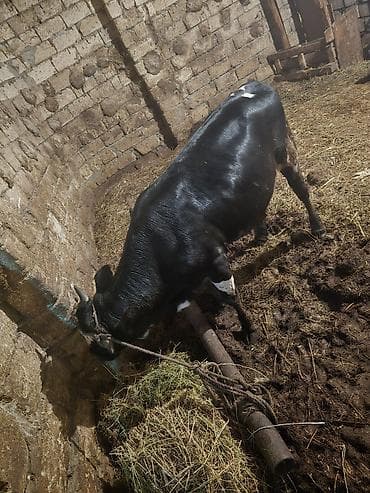 ucuz quzular: Qara-alaca erkək mal-qara (buğa/buzaq) - Rəng: parlaq qara, alında ağ — 3