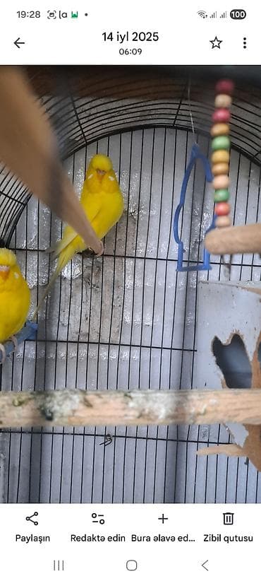 qəfəs: Məhsul: Sarı rəngli dalğalı papuqay cütü və tam avadanlıqlı qəfəs — 5