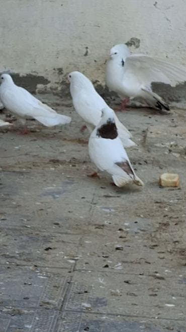 göyərçin şəkli: Məhsul: Fərqli rəng və naxışlarda ev göyərçinləri (kolleksiya və uçuş — 5
