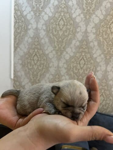 Gəmiricilər: Miniatür balaca it balaları - Cins: kiçik ölçülü dekorativ toy tip — 3