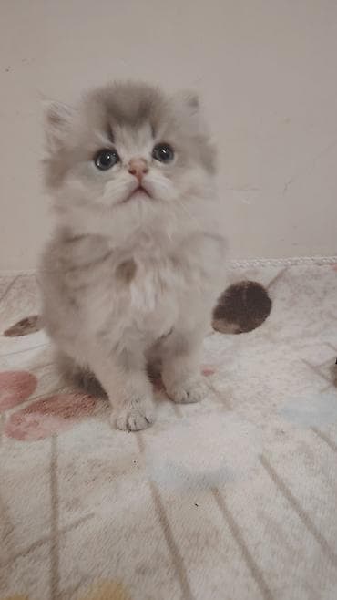 scotland pisik: Şinşilla, Yaxşı əllərə — 1