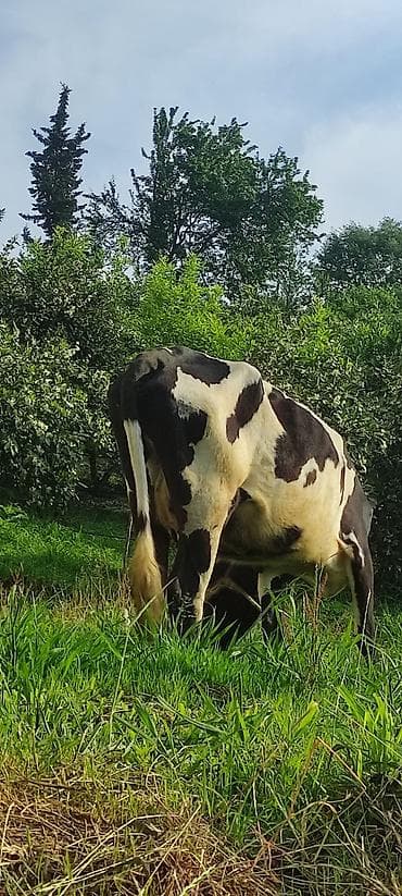 tovuz qusu satilir: Inək 3qarin hamilədi aberdin anros sordudu 6aydî yanındada 6ayliq — 3