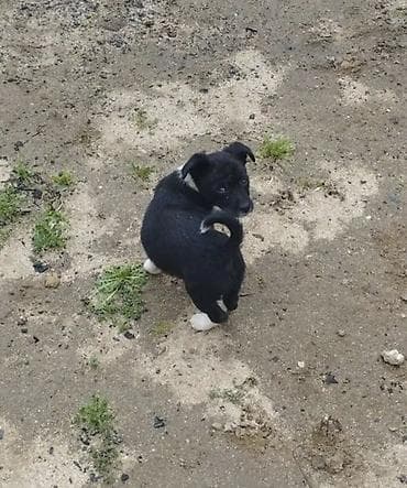 Zvonok, 1 ay, Dişi, Cütləşmə üçün, Ödənişli çatdırılma