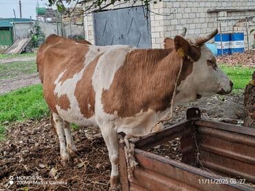 Собаки: Simental tipli inək Dekabr ayının 10 doqquz ayı tamamdır. Dördüncü — 1