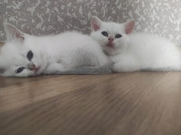 Кошки: Sevimli balaca pişik balası - Cinsə bənzər xüsusiyyətlər: qısa — 9
