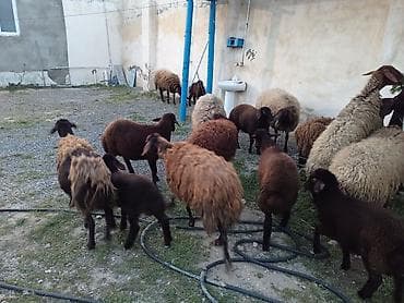 dişi labrador: Dişi, Qala, il: 1, 50 kq, Damazlıq, Ünvandan götürmə — 2