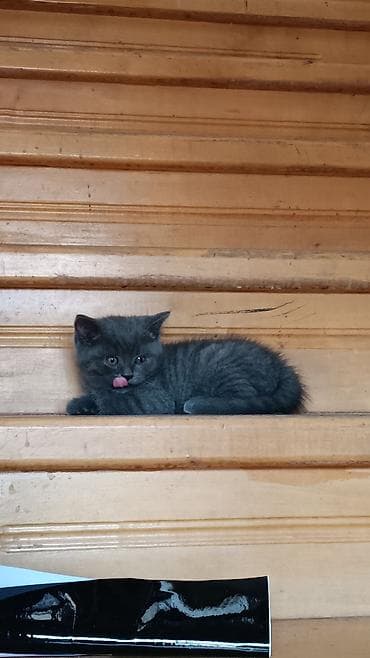 Boz tüklü balaca pişik balası - Rəng: tünd boz (bütöv, bərk rəng) - lalafo.az -da Boz tüklü balaca pişik balası - Rəng: tünd boz (bütöv, bərk rəng) -