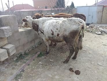 Dişi, il: 4, 100 kq, Ətlik, Damazlıq, Südlük, Ödənişli çatdırılma, Ünvandan götürmə