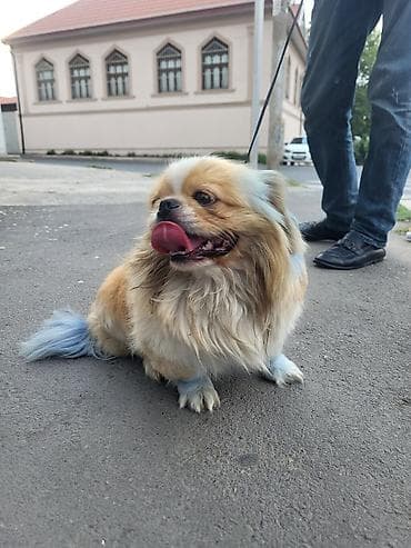 it balası: Pekines, 2 il, Erkek — 4