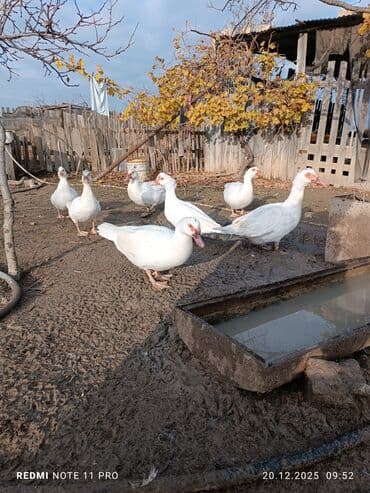 sabuncu toyuq bazari 2023: 10 dənə (6 dişi, 4 erkək) 7 aylig lal ördəklər Sağlamdırlar bağ — 5