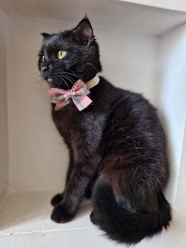 Quşlar: Dişi, Yaxşı əllərə, Pulsuz çatdırılma — 3