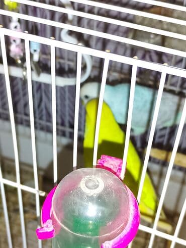 Pişiklər: Dalmaçı qayığı (nimfa/paraket) üçün yuvalama qutusu və cüt dalğıc — 6