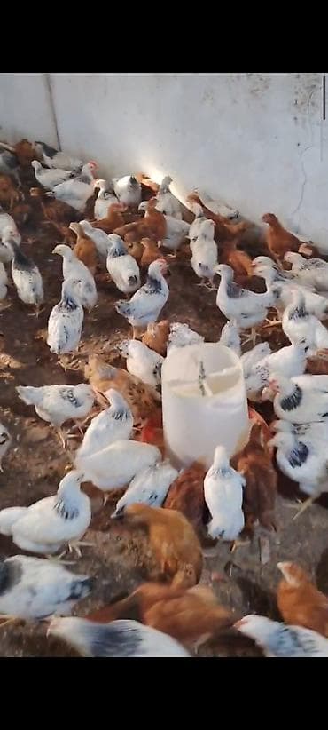 yerli inekler: MASAZIR 2 AY TAM SAĞLAM DAMAZLİQ ✅ 0️⃣ 5️⃣ 5️⃣ -7️⃣7️⃣8️⃣-0️⃣9️⃣-8️⃣ — 3