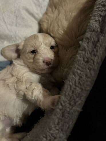 Digər heyvanlar: Balaca it balaları (şirin, tüklü yavrular) Təsvir: - Rənglər: açıq — 3