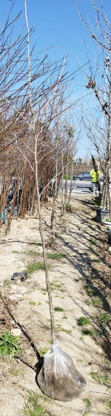 badam qiyməti: Xan cinar 3metir 4 metrlik 15 azin çox alsaz mzakire olunacaq — 9