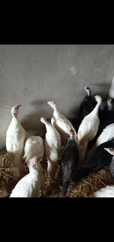 qaz quşu: 8 man -1 günluk,20 manata - 1 ay yarimliq, 32man-2 ay yarim, 45man-3 — 3