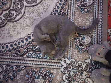 Boz rəngli ev pişiyi - Rəng: vahid kül/boz tük örtüyü, qısa və hamar — 3