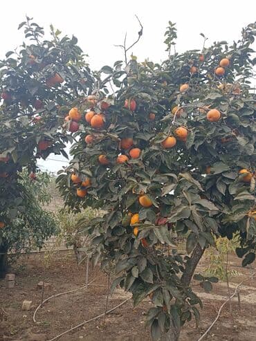 pip ağacı meyvesi: Yığmaq məndən almaq sizdən - Növ: şirin xurma (diospyros/kaki) - — 6