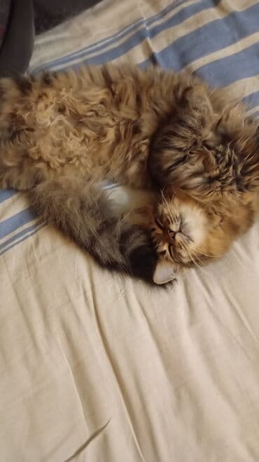 pişik balası satışı: Dişi, Yaxşı əllərə, Ünvandan götürmə — 3