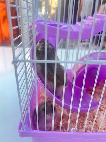 qefəs: Cırtdan hamsterlər üçün komplekt qəfəs dəsti - Rəng: bənövşəyi — 1