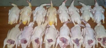 en iri it cinsi: Satılır — 3