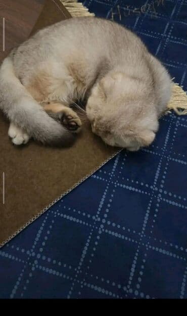 britain pişiyi: Şotland yastı qulaq — 2