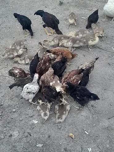 hinduşqa cücəsi: Toyuq cücələri, Ətlik — 9