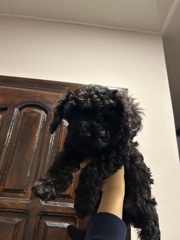 Птицы: Пудель — 5