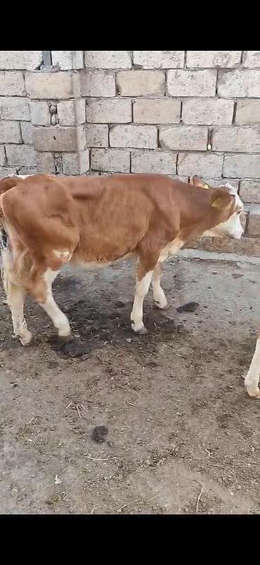 quş satılır: Satlıq buzovlar - Cins tipi: simmental temiz 2 dişi damazlıq biri 2 — 1