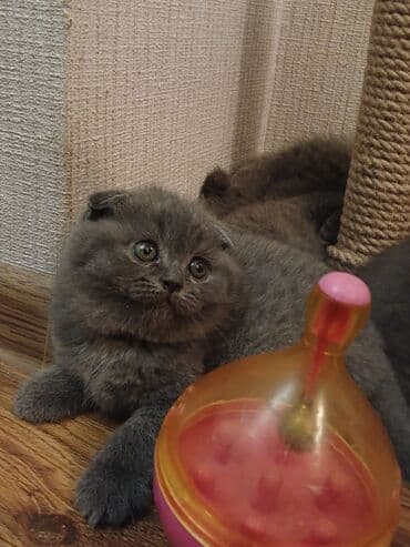 pişiklər bala: Şotland — 1