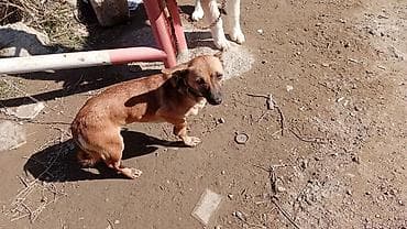 balaca pisik sekilleri: Balaca boy it it — qısa tüklü, qırmızı-şabalıdı rəngdə, sinə və qarın — 3