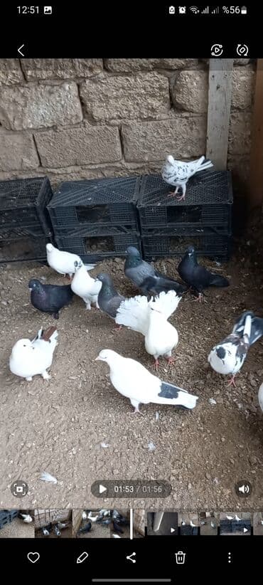 Göyərçinlər: Ev göyərçinləri – bir qrup müxtəlif cinslər: - Qartopu kimi ağ — 5