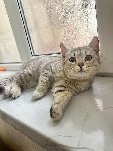 tuklu pişik: Tabbi — 3