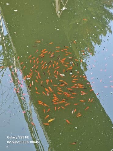 betta balıq: Qızıl balıq, Sülhsevər, Ünvandan götürmə — 3