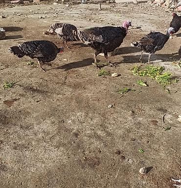 mehebbet quşu: Salam 1 erkək 3 dişi hinduşka satılır həyət şəraitində saxlanılır — 1