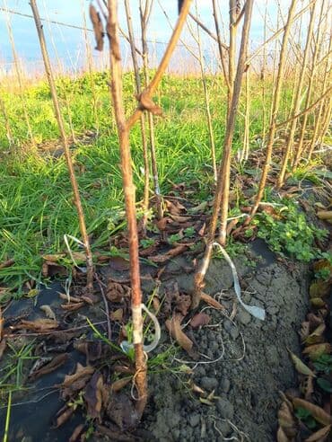 Растения: Məhsul: Meyvə ağacı tingləri (fidanlar) Təsvir: - Peşəkar — 5