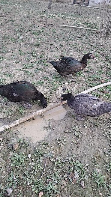 südü ineyler: Erkək, Ətlik, Pulsuz çatdırılma — 8