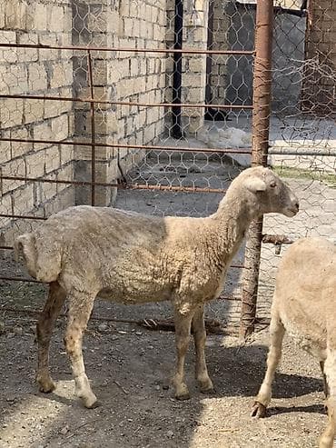 qoyun qoç: Dişi quzular satılır 13-14 kilo ətləri var qiymət 270 manat — 2