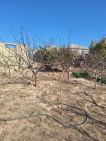 bine qesebesinde: Kənd təsərrüfatı — 1